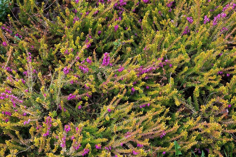 Erica carnea 'Foxhollow', Spring Heath shrub with purplish pink flowers in spring, Quebec, Canada