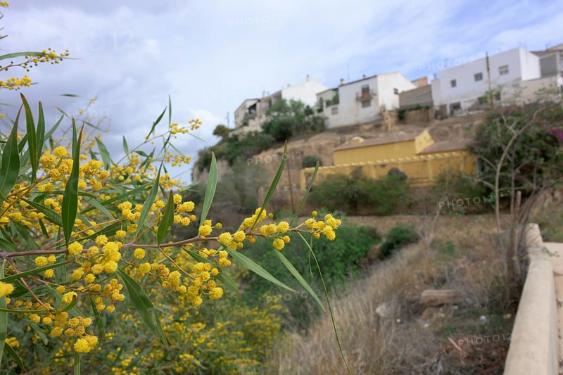 Flowering willow-leaf acacia (Acacia saligna) in Sorbas, Almeria, Spain, Australia