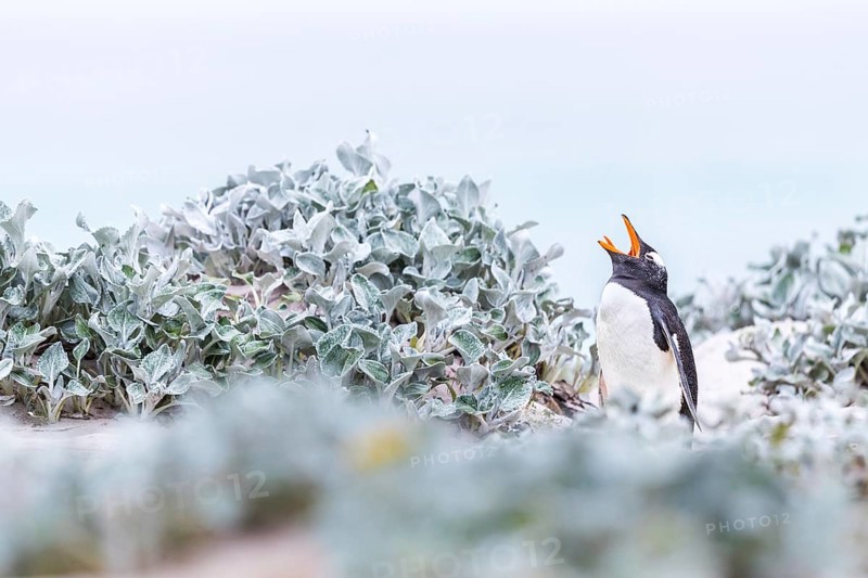 Gentoo Penguin (Pygoscelis papua) calling, Falkland Islands