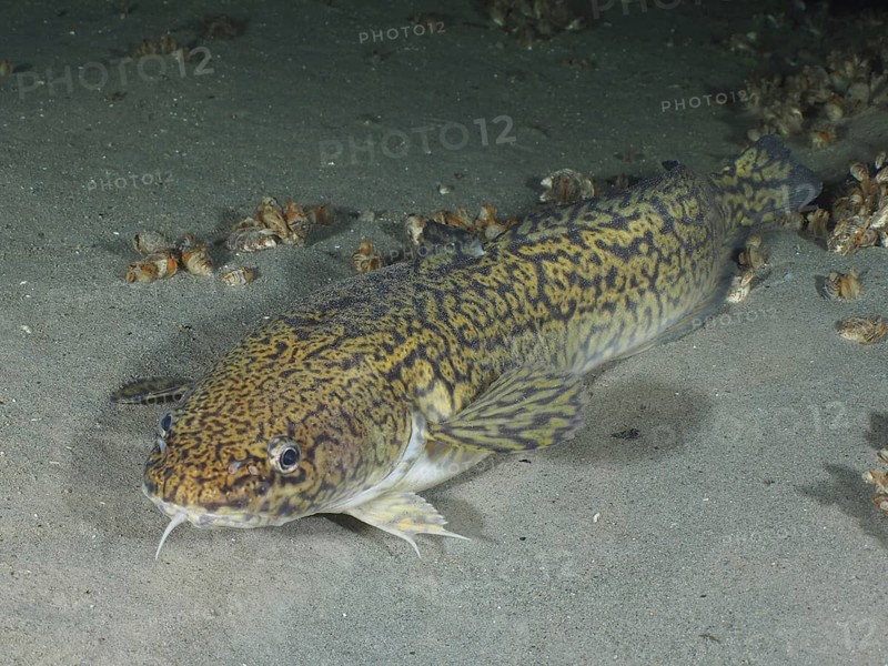 Burbot, burbot (Lota lota), rudd with a distinctive pattern resting on a sandy substrate. Dive site Steilwand, Wallhausen, Lake Constance, Germany