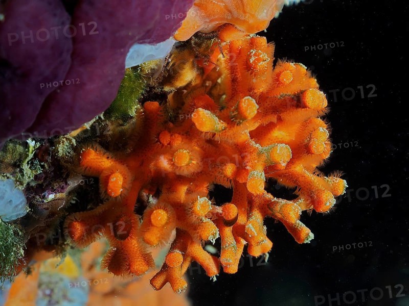 False coral (Myriapora truncata), dive site L'Escala, Costa Brava, Spain, Mediterranean Sea