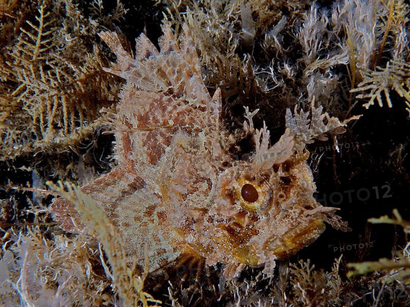 Camouflaged fish with spiny texture, Feathered scorpionfish (Scorpaena grandicornis), among algae on the seabed, Blue Heron Bridge dive site, Phil Foster Park, Riviera Beach, Florida, USA