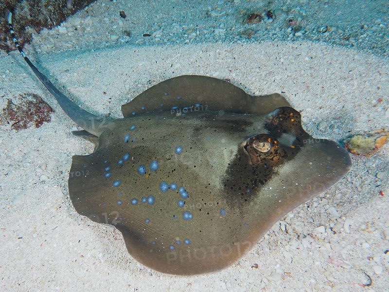 A blue spotted ray, blue spotted ray (Neotrygon kuhlii), lying on the sandy seabed, dive site SD, Nusa Ceningan, Nusa Penida, Bali, Indonesia