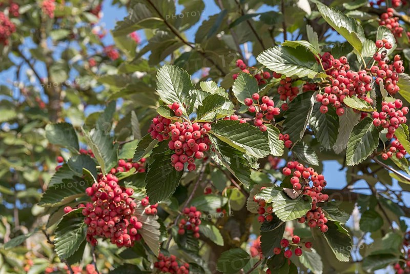 Whitebeam (Sorbus latifolia 'Henk Vink')