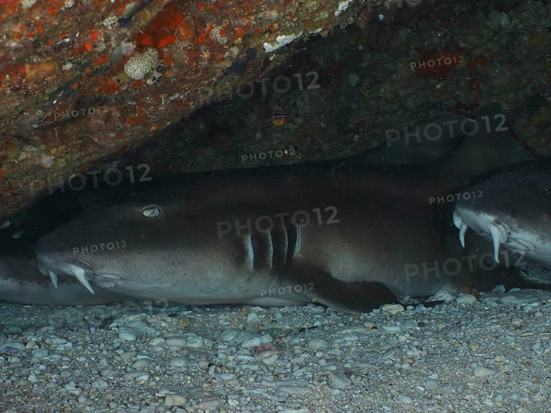 A Brownbanded bamboo shark (Chiloscyllium punctatum) resting under a rock on the seabed in a calm environment, dive site SD, Nusa Ceningan, Nusa Penida, Bali, Indonesia