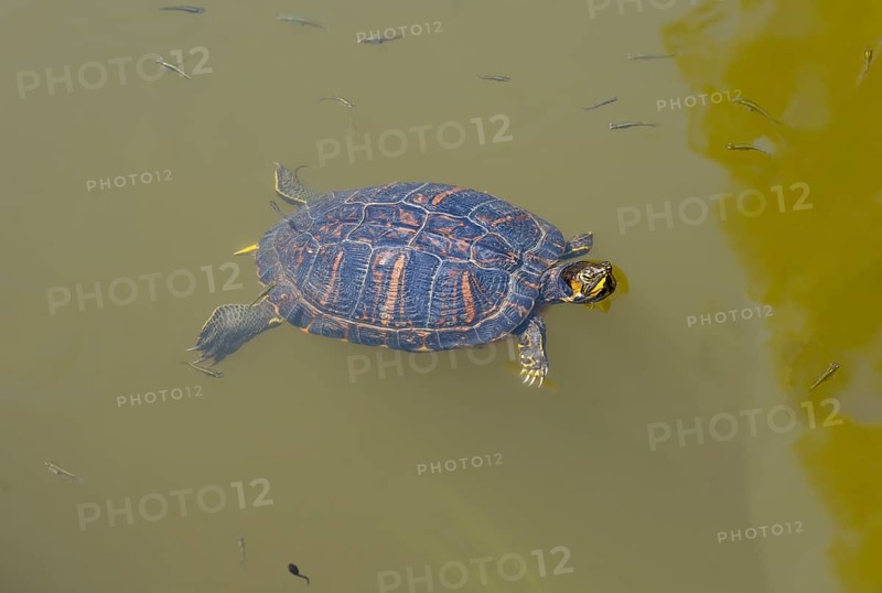 Turtle swimming in murky water, turtles, Caspian turtle (Mauremys caspica), turtle lake Mavrobara, Chalkidiki, Halkidiki, Central Macedonia, Greece