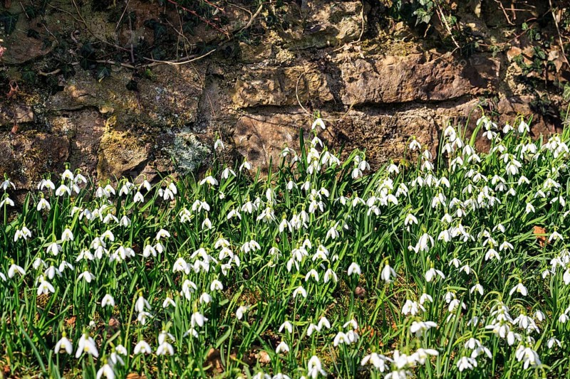 Snowdrop (Galanthus), carpet of flowers in front of a brick wall, Brakel, Teutoburg Forest Eggegebirge nature park Park, East Westphalia-Lippe, Germany