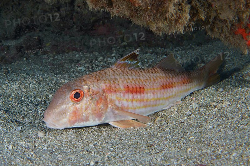 A striped barb (Mullus surmuletus) with red eyes lies on the sandy seabed, dive site Roca Jolia, Las Galletas, Tenerife, Canary Islands, Spain