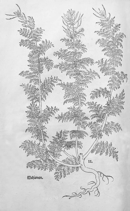 Broomwort, Sophia (Descurainia sophia), woodcut by Leonhart Fuchs, from New Kreüterbuch, neues Kräuterbuch, Michael Isingrin, Basel, Switzerland, 1543