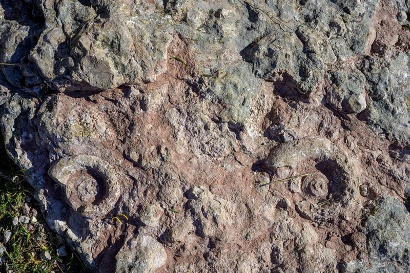 Fossilised snail shells (ammonite), circular hike Monte Fior, Foza, province of Vicenza, Italy