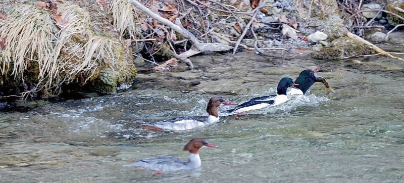 Male and female common mergansers (Mergus merganser) hunting for rainbow trout in the Kieferbach, Kiefersfelden, Upper Bavaria, Bavaria, Germany