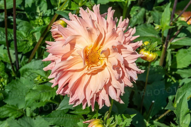 Flowering Dahlias (Dahlia), variety Hapet Coral Charm in the Dahlia Farm in Löderup, Ystad municipality, Skåne County, Sweden, Scandinavia