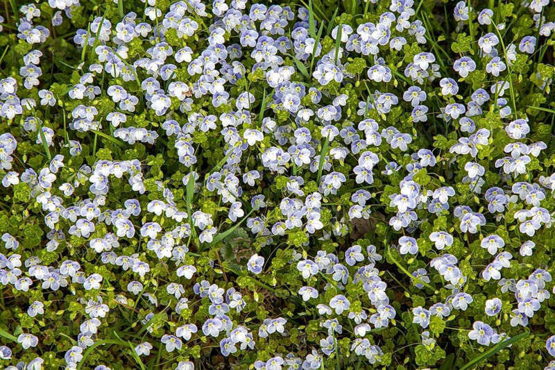 Quendel speedwell (Veronica serpyllifolia), flowering, Oberallgäu, Allgäu, Bavaria, Germany