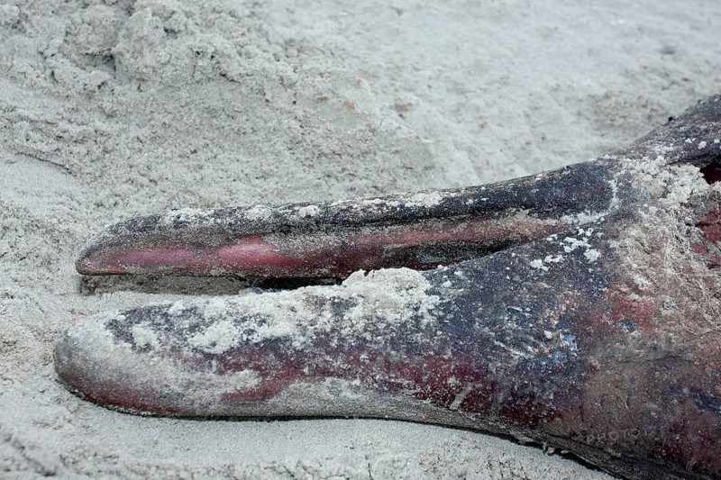 Sowerby's beaked whale (Mesoplodon bidens), North Sea beaked whale, flipper, found dead in the mudflats, Lower Saxony Wadden Sea National Park, Lower Saxony, Germany