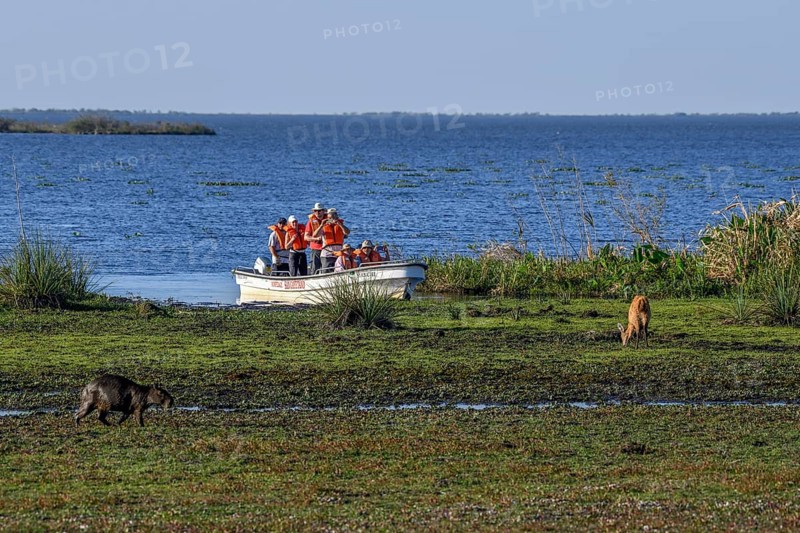 Excursion boat with tourists in front of a Pampas deer (Ozotoceros bezoarticus), and a Capybara (Hydrochoerus hydrochaeris), at Colonia Carlos Pellegrini, Esteros del Iberá, Province of Corrientes, Argentina