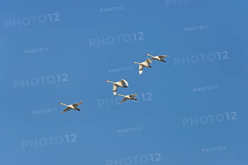 Mute swans (Cygnus olor) in flight, blue sky, North Rhine-Westphalia, Germany