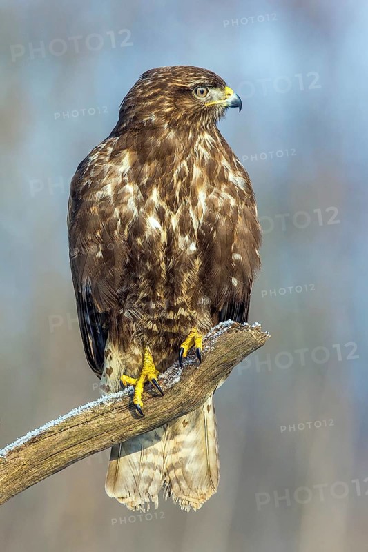 Common buzzard sitting room, (Buteo buteo), biotope, habitat, Baden-Württemberg, Federal Republic of Germany