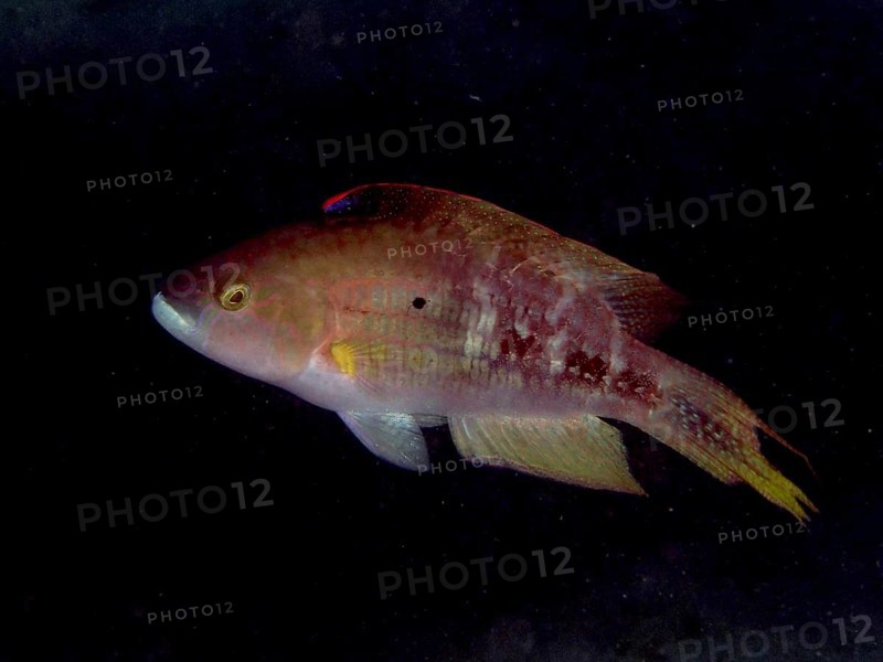 Reddish Twospot Wrasse (Oxycheilinus bimaculatus) swimming in a dark, calm environment, dive site Secret Bay, Gilimanuk, Bali, Indonesia