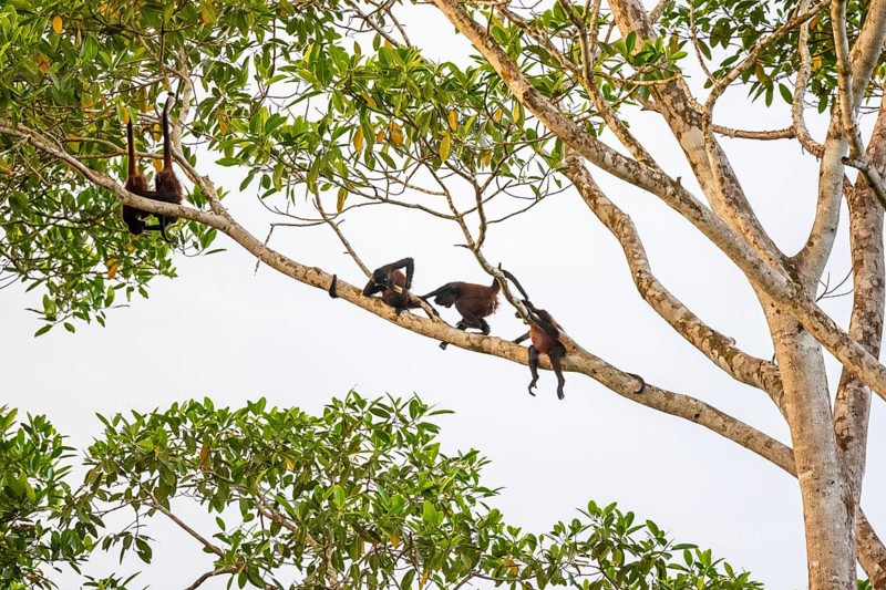 Geoffroy's spider monkey (Ateles geoffroyi), four monkeys in a tree, Sirena, Corcovado National Park, Osa, Puntarena Province, Costa Rica