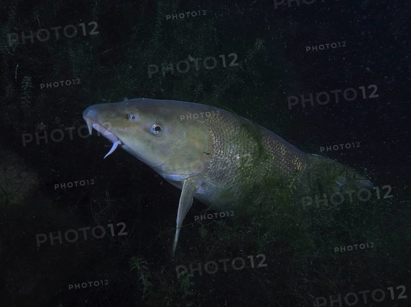 A barbel (Barbus barbus) hides between aquatic plants at night. Dive site Klosterinsel, Rheinau, Canton Zurich, Rhine, High Rhine, Switzerland, Germany