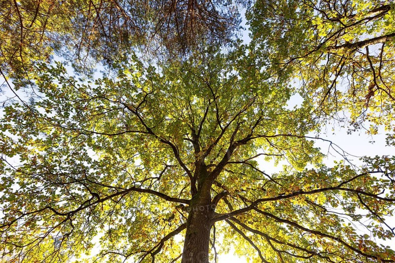 Oak tree in autumn colours in the Blockheide nature park Park near Gmünd, Waldviertel, Lower Austria, Austria