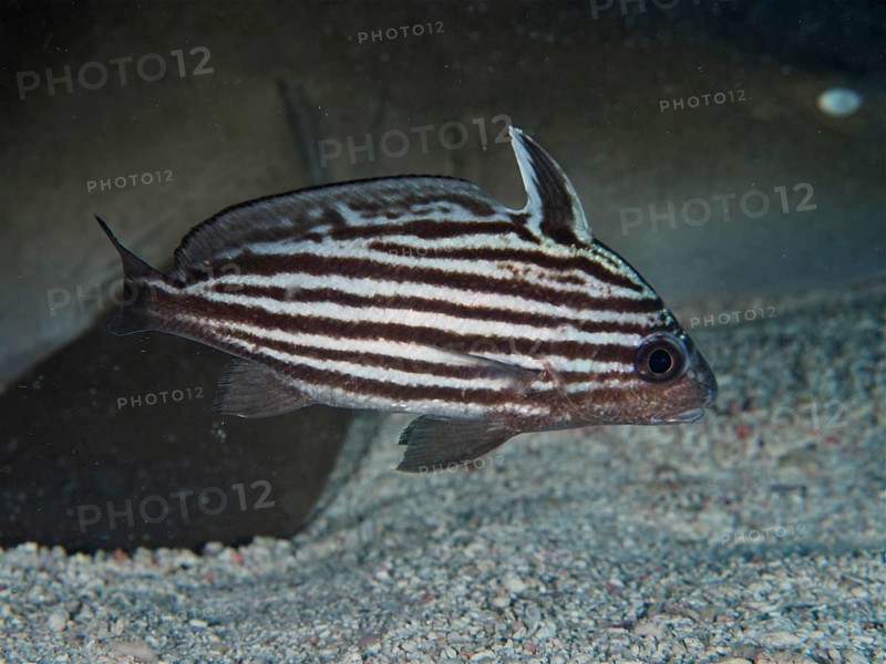 A fish, Striped Knightfish (Pareques acuminatus), swimming across a sandy seabed, dive site John Pennekamp Coral Reef State Park, Key Largo, Florida Keys, Florida, USA