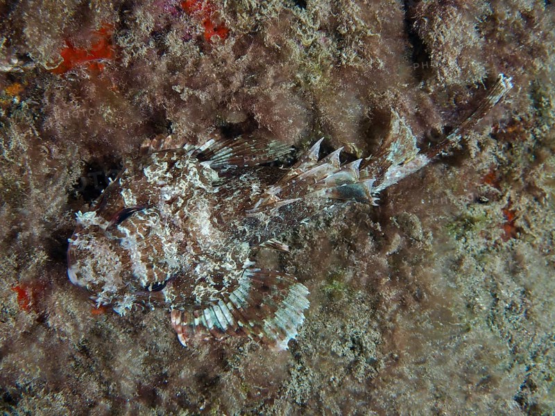 A camouflaged Black scorpionfish (Scorpaena porcus) resting on the bottom between algae at night, Playa dive site, Los Cristianos, Tenerife, Canary Islands, Spain