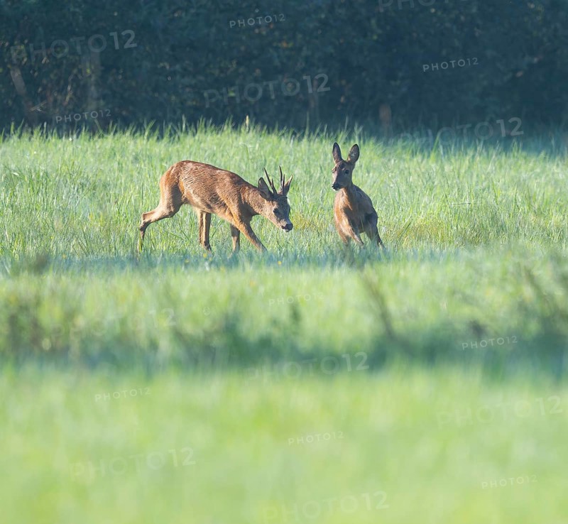 Roe deer (Capreolus capreolus), roebuck driving a doe in the rutting season, leaf time, wildlife, Lower Saxony, Germany