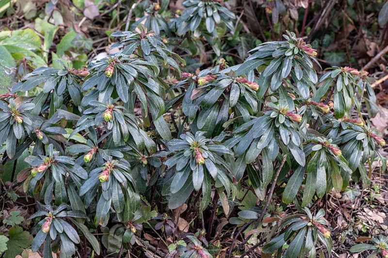 Wood Spurge (Euphorbia amygdaloides), Rhineland-Palatinate, Germany