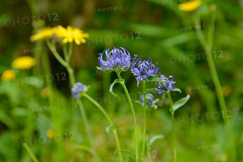 Hemispherical devil's claw (Phyteuma hemisphaericum), inflorescence, Stillachtal near Oberstdorf, Allgäu Alps, Allgäu, Bavaria, Germany