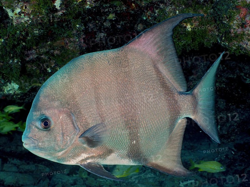 Silvery fish, Atlantic spadefish (Chaetodipterus faber), swimming against a dark, mossy background in the sea, dive site John Pennekamp Coral Reef State Park, Key Largo, Florida Keys, Florida, USA