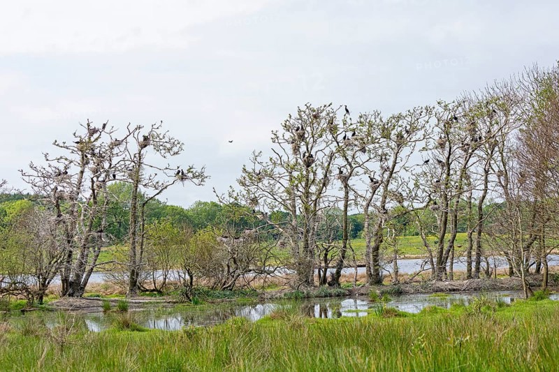Cormorant colony, Geltinger Birk, Geltinger Bucht, Nieby, Schleswig-Holstein, Germany