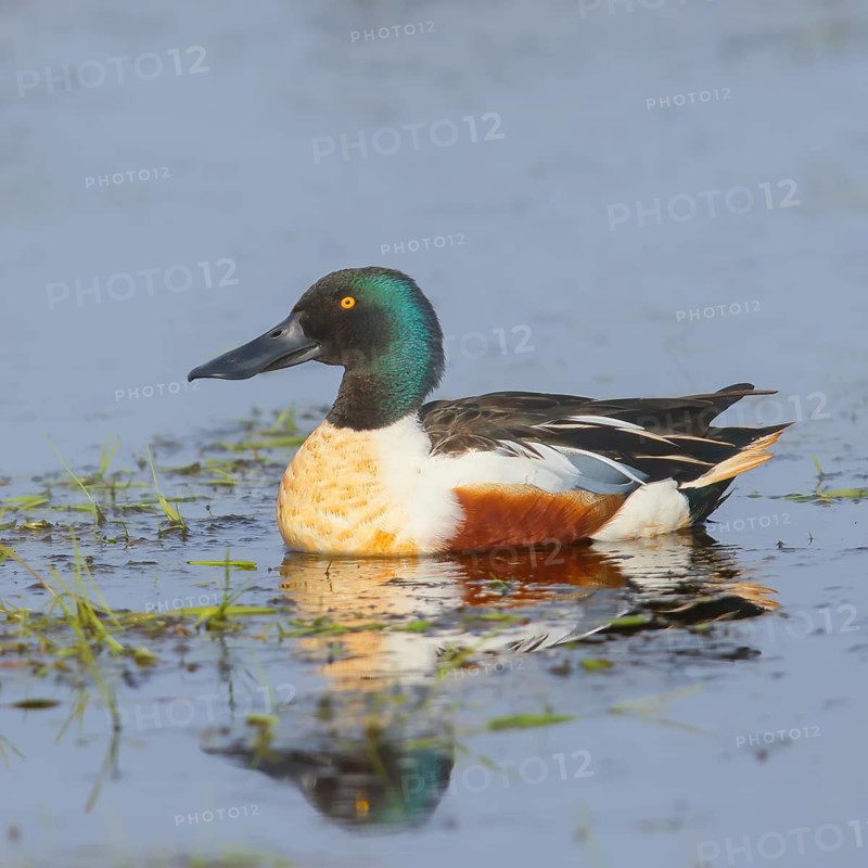 Shoveler (Spatula clypeata) male in a wet meadow, spring, wildlife, nature photography, Hüde, Ochsenmoor, Lake Dümmer, Lower Saxony, Germany