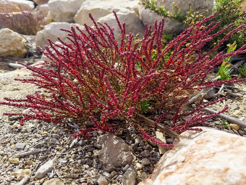 Sode, Strand-Sode, Schmalzmelde, Meerstrand-Gänsefüßchen (Suaeda maritima)