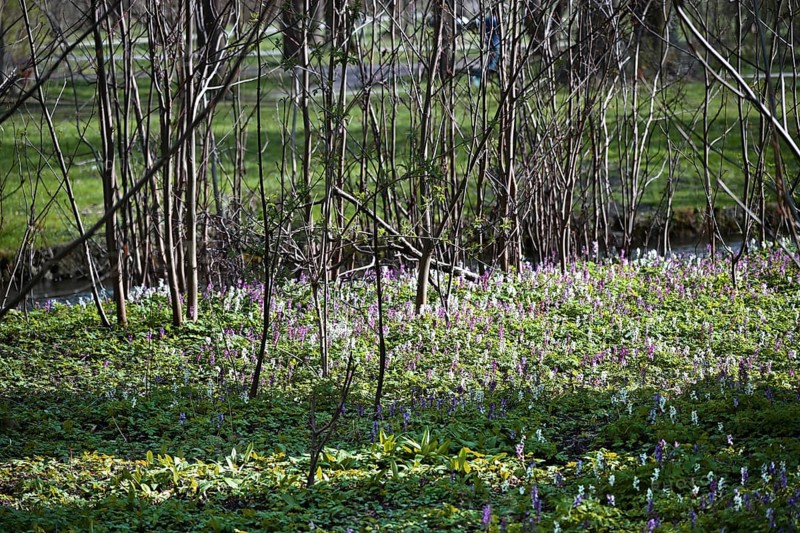 Hollow larkspur (Corydalis cava), English Garden, Munich, Bavaria, Germany