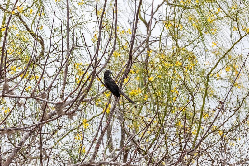 Smooth-billed Ani (Crotophaga ani), San Cristobal, Galapagos, Ecuador
