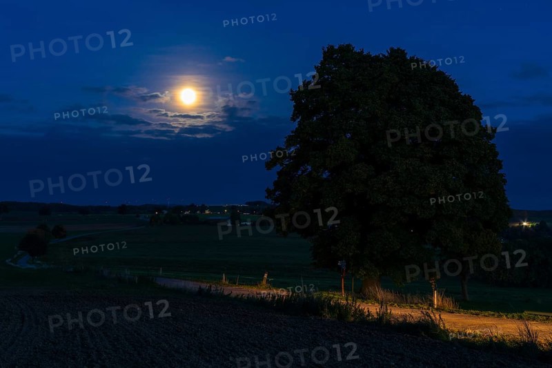 Full moon at the winter lime tree (Tilia cordata) near Leubsdorf, close-up with single tree and path, Erzgebirge, Saxony, Germany