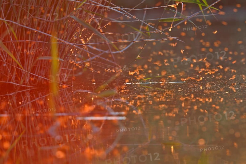 Mayfly (Ephemeroptera), mating dance above the water in the evening light, Naturpark Flusslandschaft Peenetal, Mecklenburg-Western Pomerania, Germany
