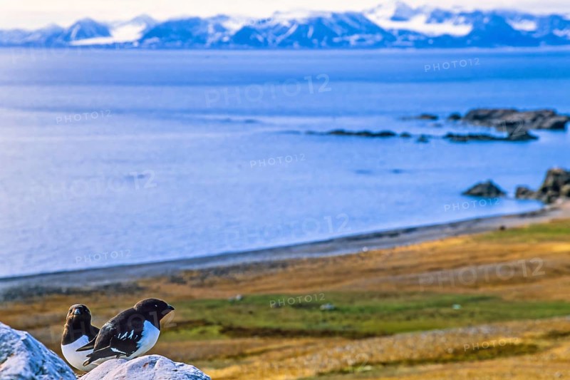 Little auk (Alle alle) sitting on a rock by the coast with the sea view in arctic, Svalbard, Norway