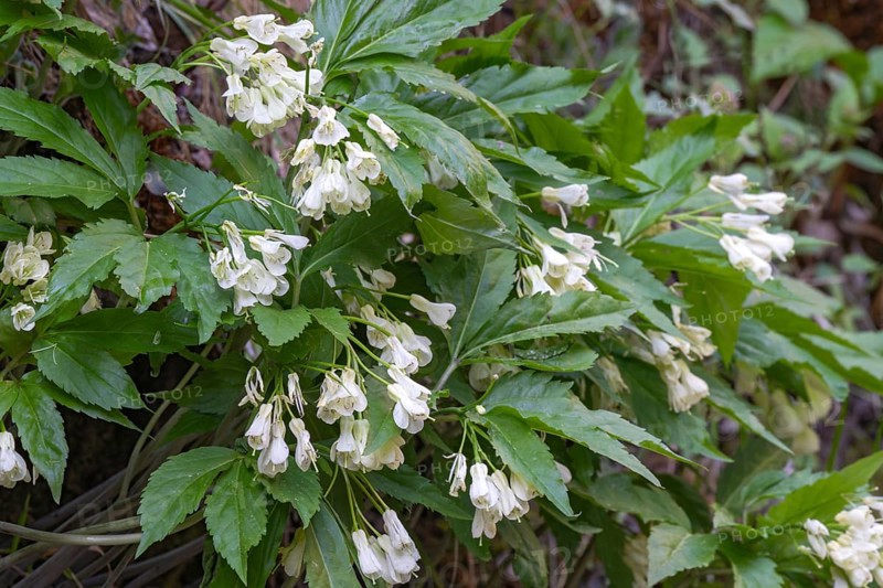 Nine-leaved toothwort (Dentaria enneaphyllos), Kundler Klamm, Kundl, Tyrol, Austria