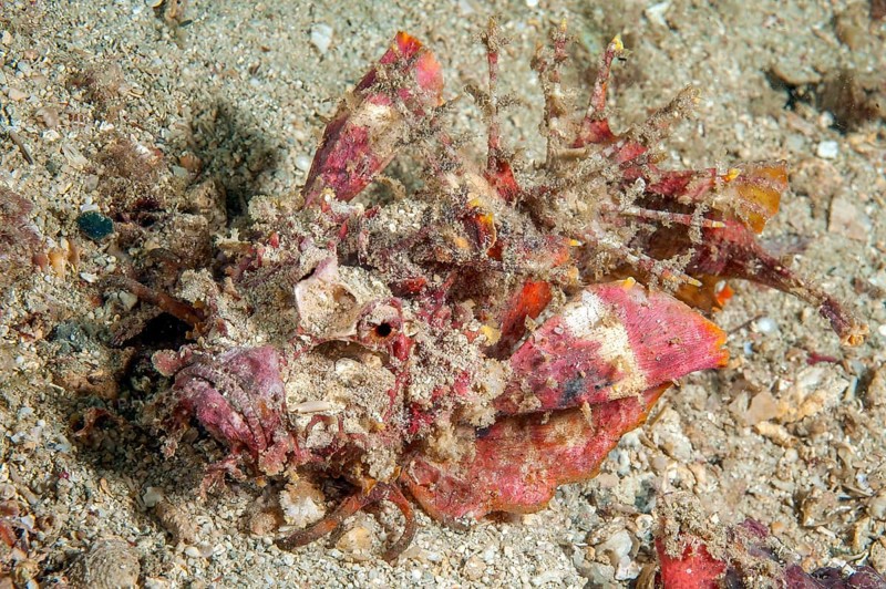 Underwater photo of close-up of devil fish (Inimicus didactylus) camouflaging itself crawling over sandy seabed, Pacific Ocean, Philippines
