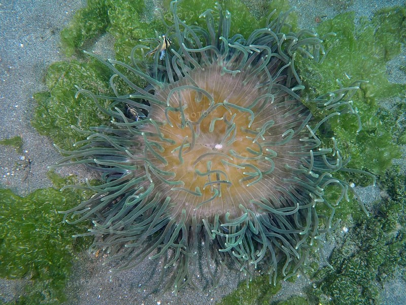 Corkscrew anemone (Macrodactyla doreensis) with green tentacles and orange centre on sandy seabed, dive site Secret Bay, Gilimanuk, Bali, Indonesia