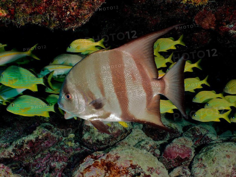 Atlantic spadefish (Chaetodipterus faber) with distinctive stripes, dive site John Pennekamp Coral Reef State Park, Key Largo, Florida Keys, Florida, USA