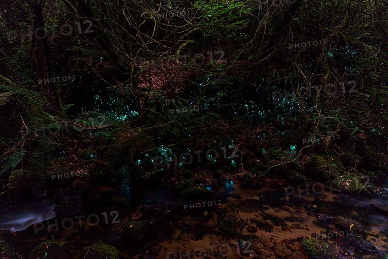 Bioluminescence, luminous glowworm (Arachnocampa luminosa), maggot of the fungus gnat (Mycetophilidae), Waterfall track, Mclaren Fall Park, Omanawa, North Island, New Zealand