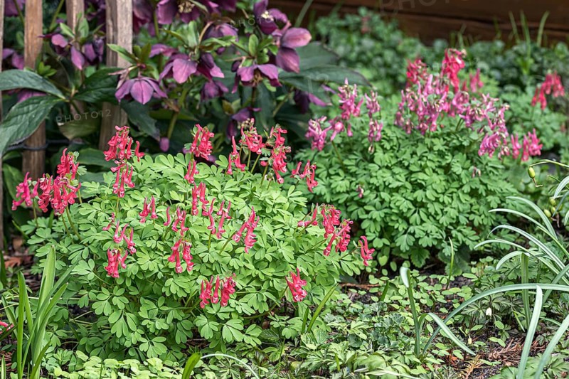 Fingered Larkspur (Corydalis solida 'G.P.Baker')