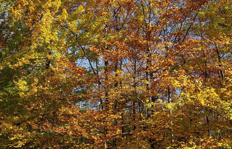 Heavily discoloured beech (Fagus) in the Blockheide nature park Park near Gmünd, Waldviertel, Lower Austria, Austria
