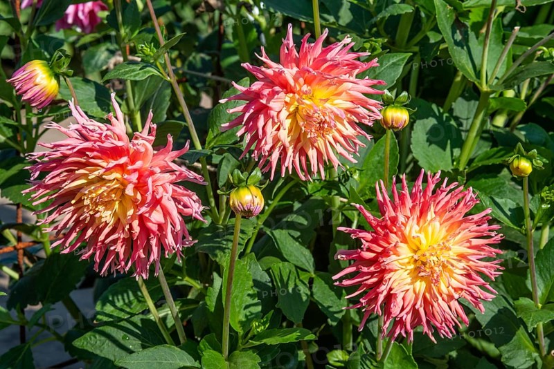 Flowering Dahlias (Dahlia), variety Fringed Star in the Dahlia Farm in Löderup, Ystad municipality, Skåne County, Sweden, Scandinavia