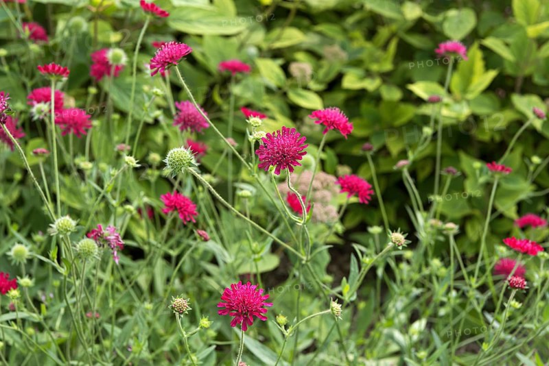 Macedonian widow flower (Knautia macedonica 'Mars Midget')