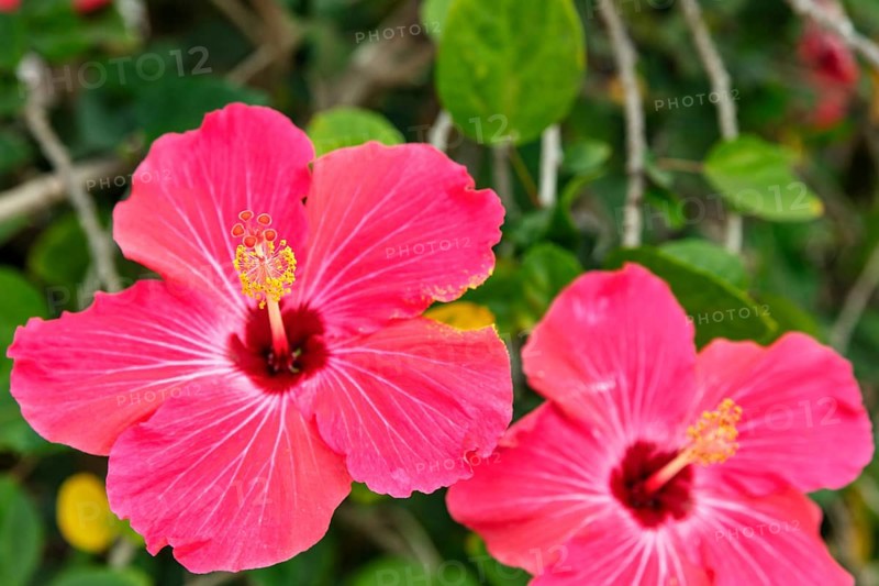 Hibiscus fragilis (Creole: mandrinette), San Cristobal, Galapagos, Ecuador