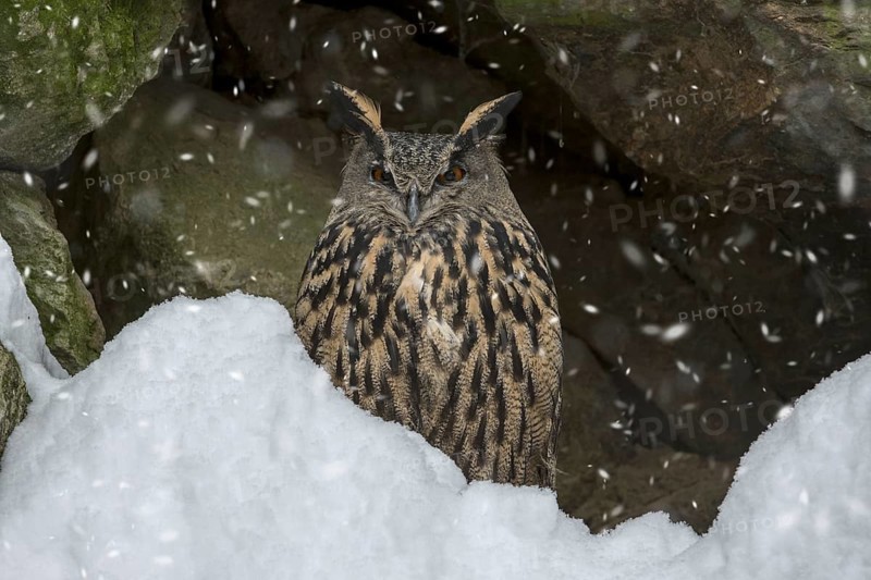 Eurasian eagle owl (Bubo bubo) sitting on rock ledge in cliff face during snow shower in winter